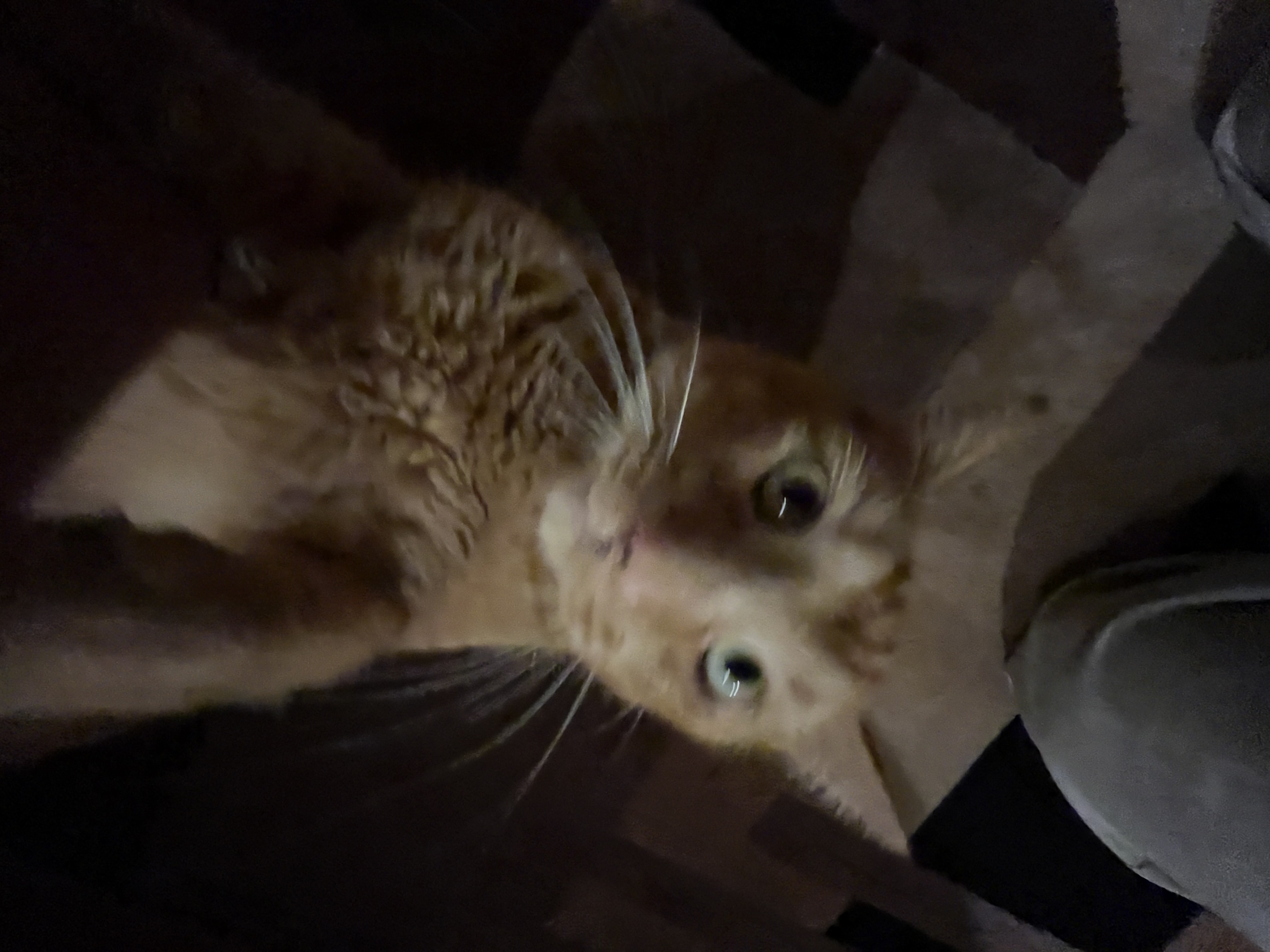 my friend's cute cat